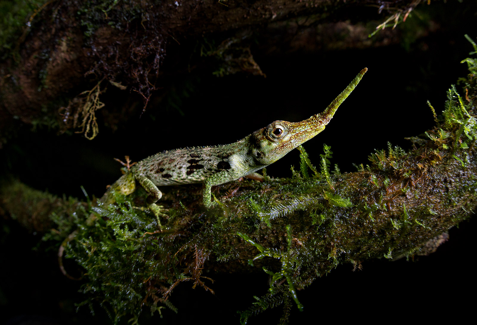 Image of an adult male of the Pinocchio Anole