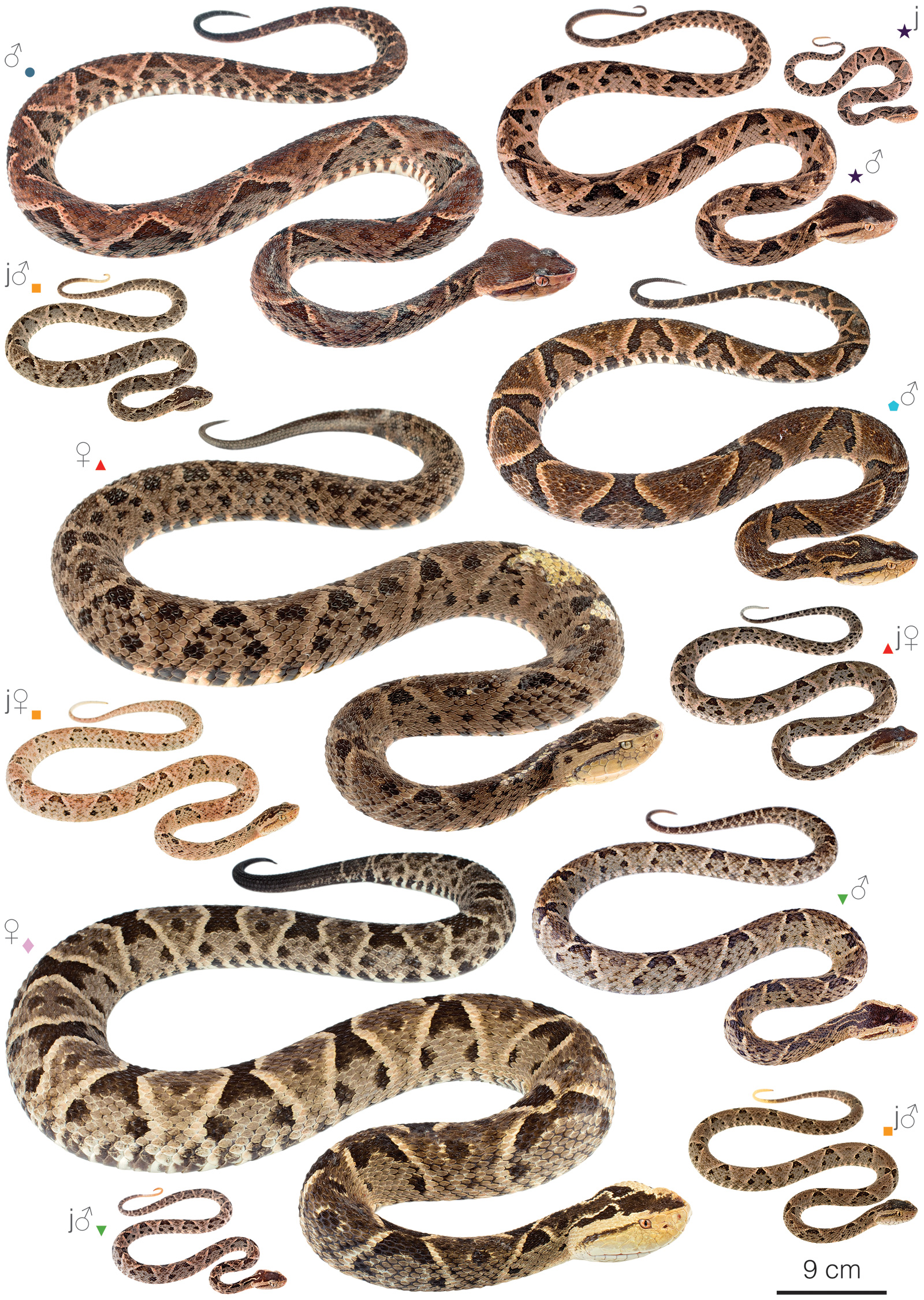 Variation among individuals of Bothrops asper