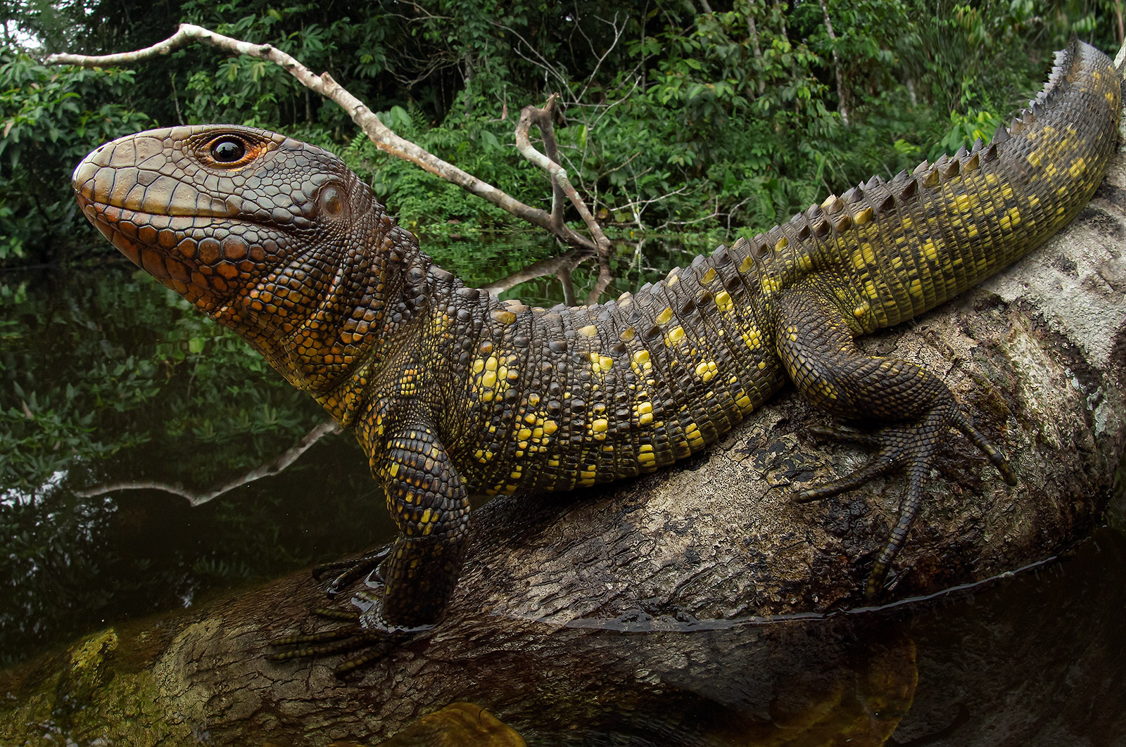 Image showing a Northern Caiman-Lizard in its flooded forest environment
