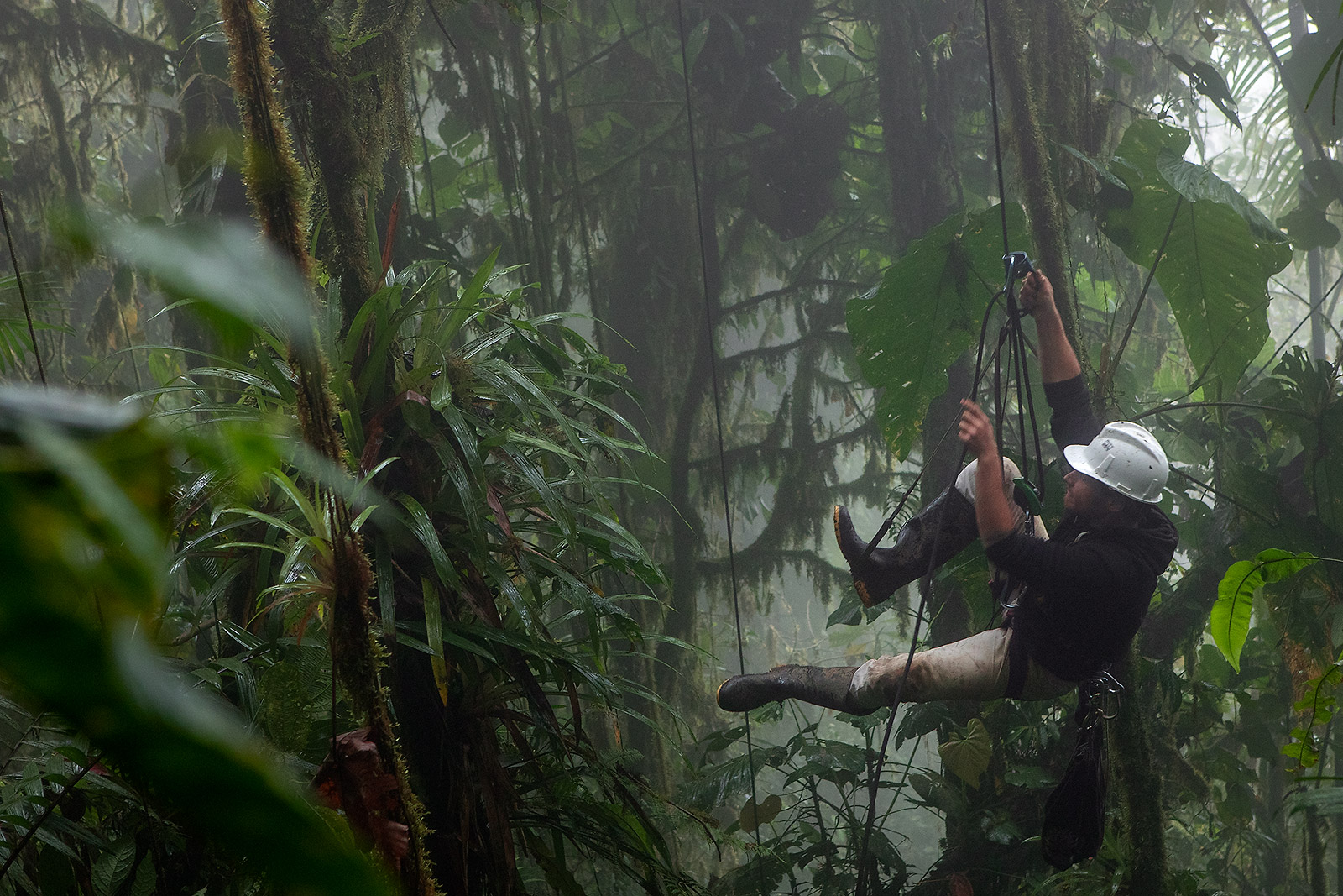 Field biologist Jose Vieira climbs to the cloud forest canopy in search of lizards