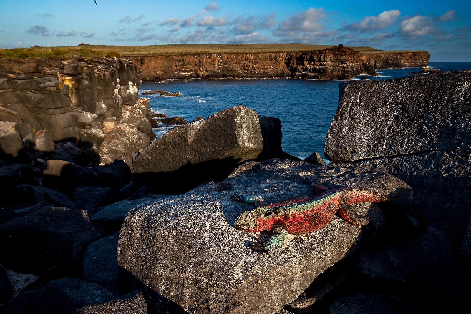 Christmas morph of the Marine Iguana on Española Island