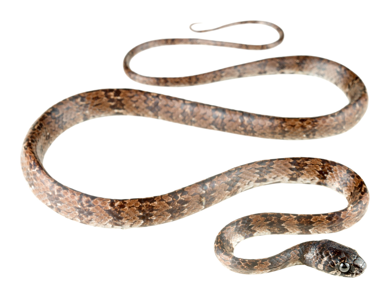 Adult Dipsas elegans