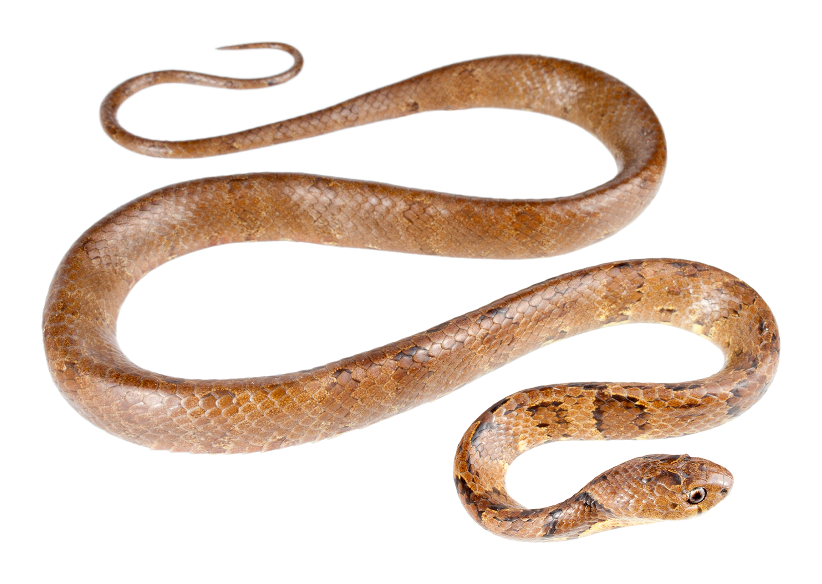 Adult Dipsas oreas