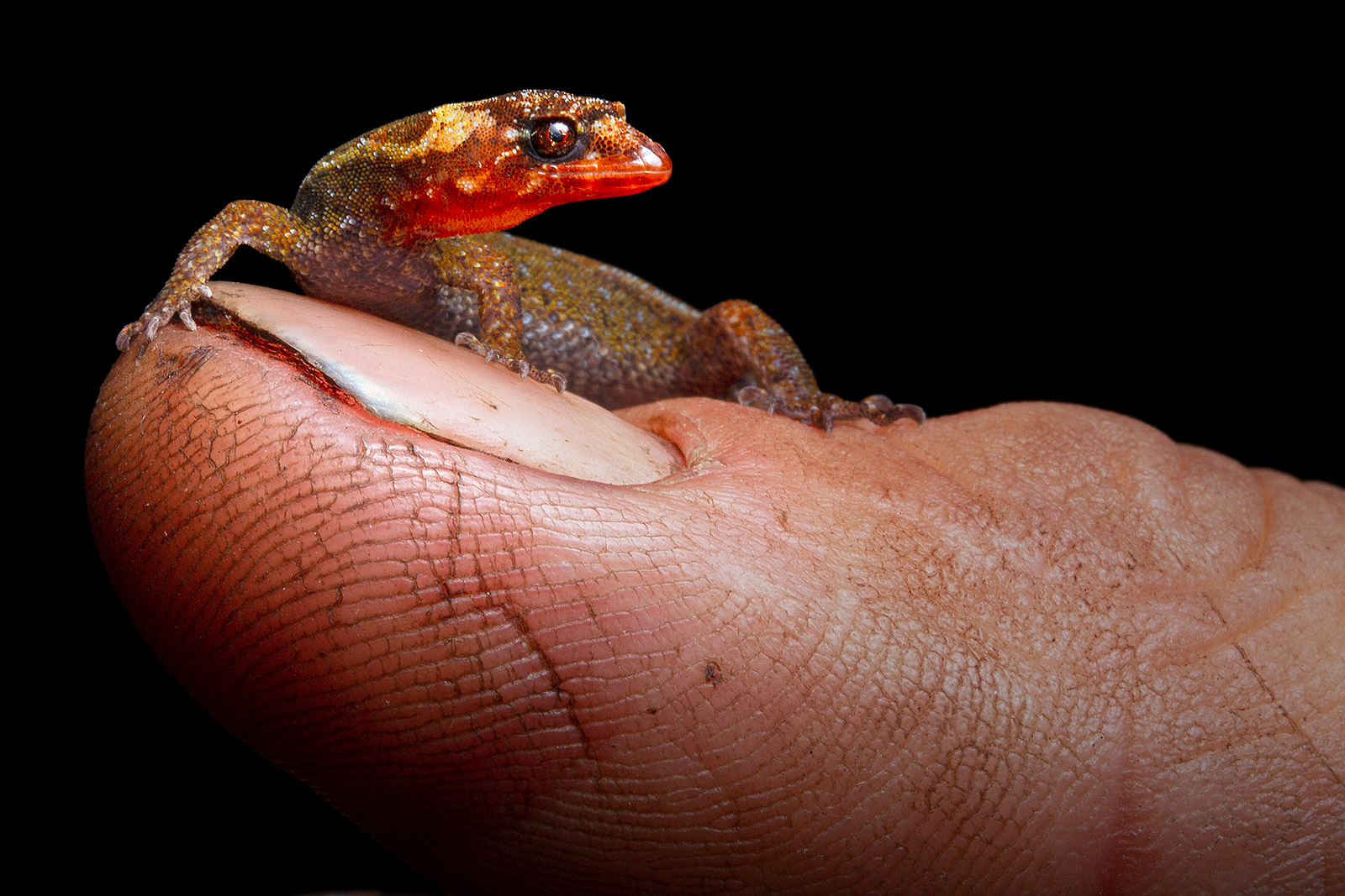 Photo of a new species of dwarf gecko standing on a human thumbnail