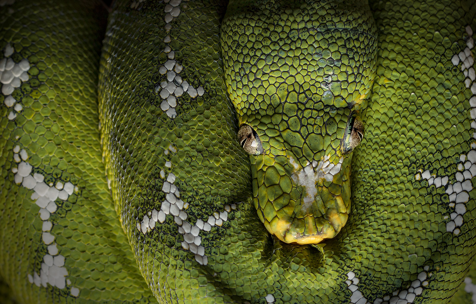 Close-up photo of a coiled Emerald Tree-Boa