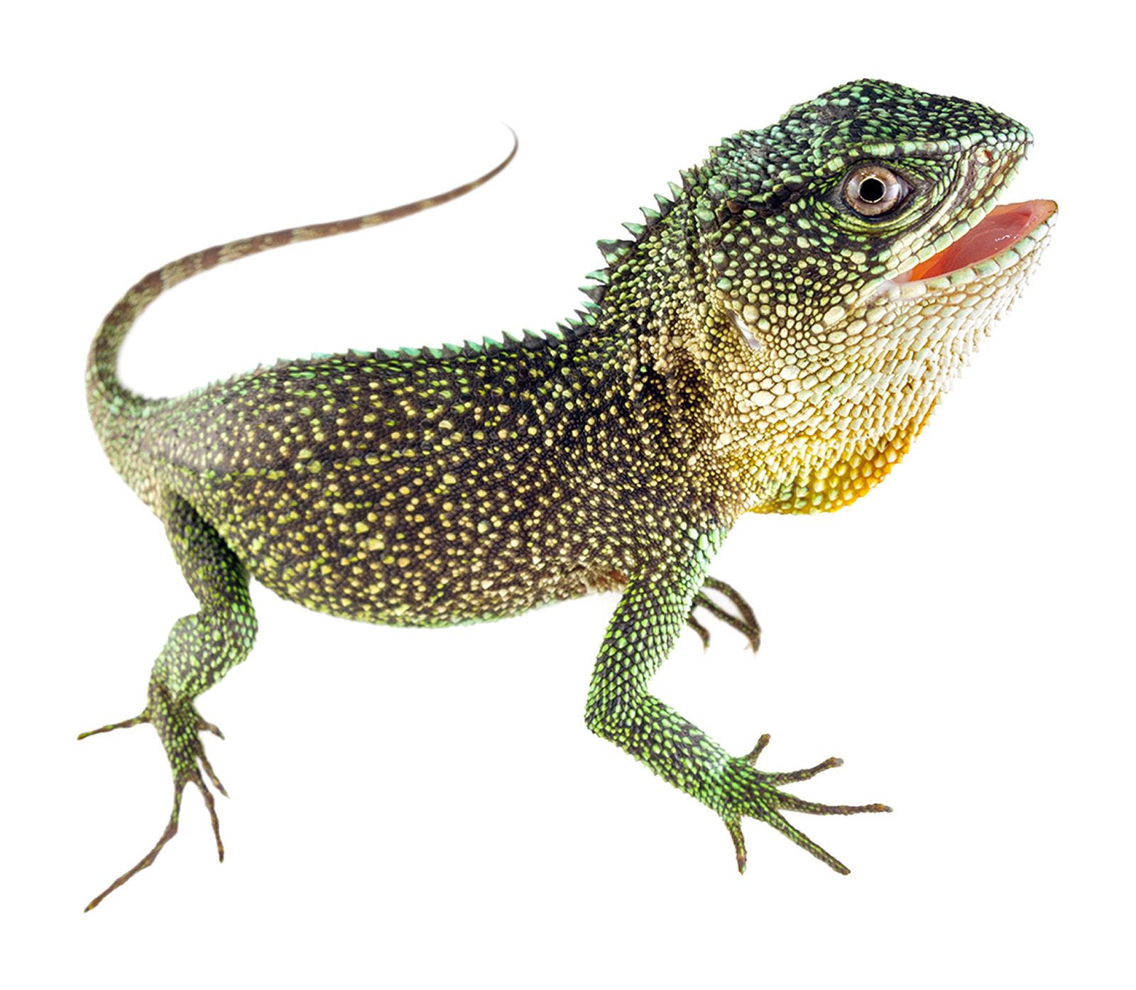 Adult male Enyalioides anisolepis