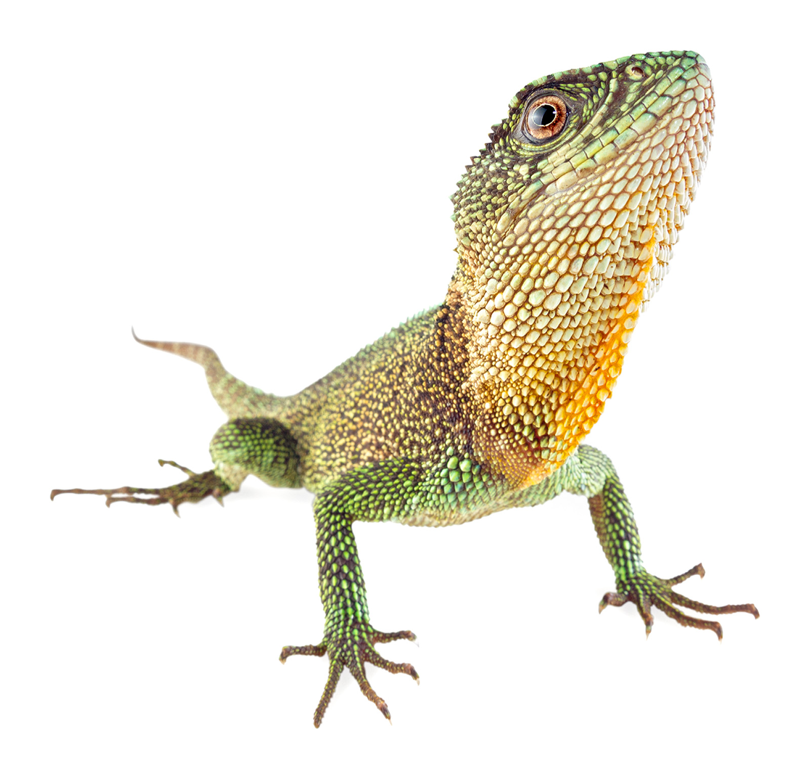 Adult male Enyalioides anisolepis