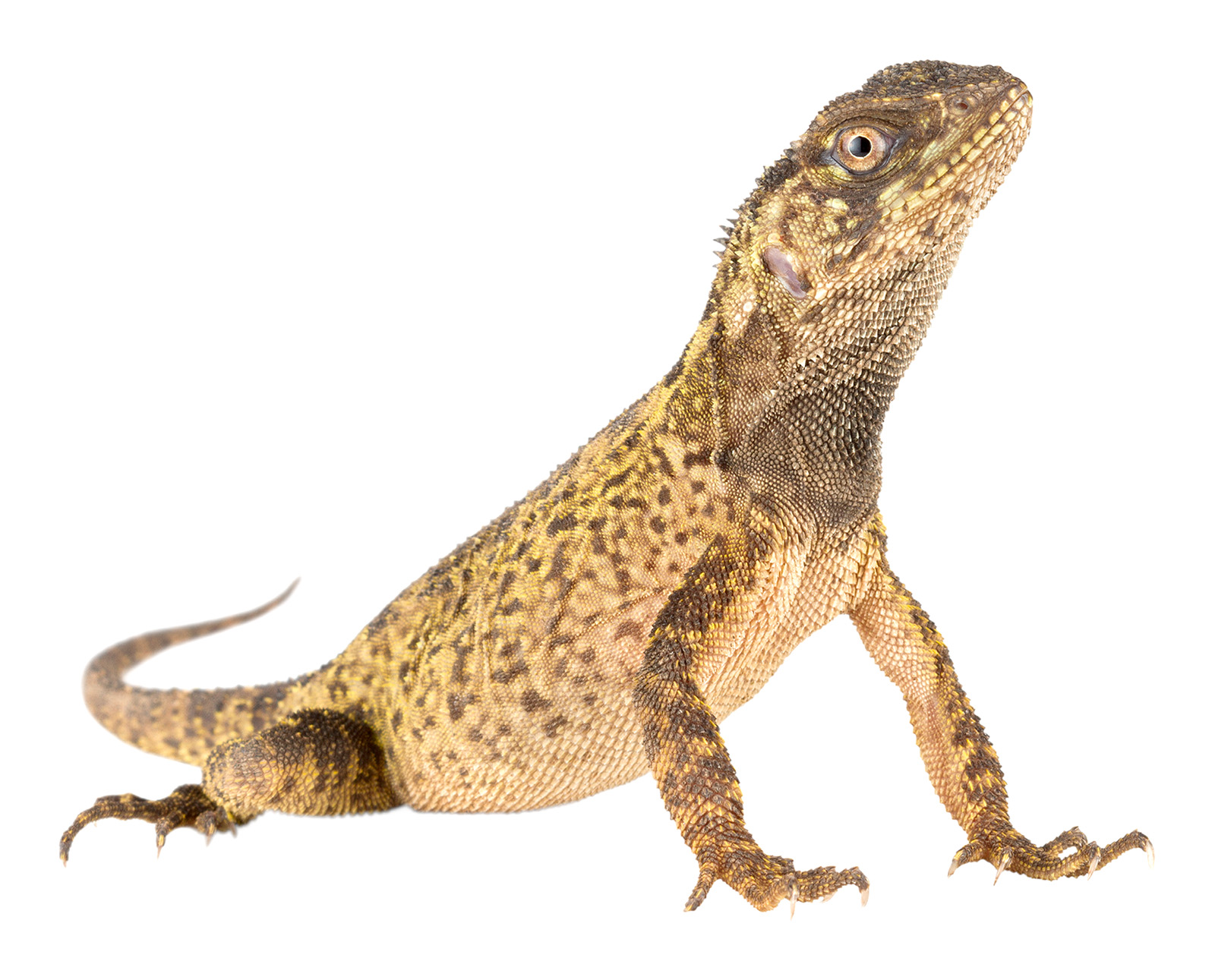 Adult female Enyalioides cofanorum
