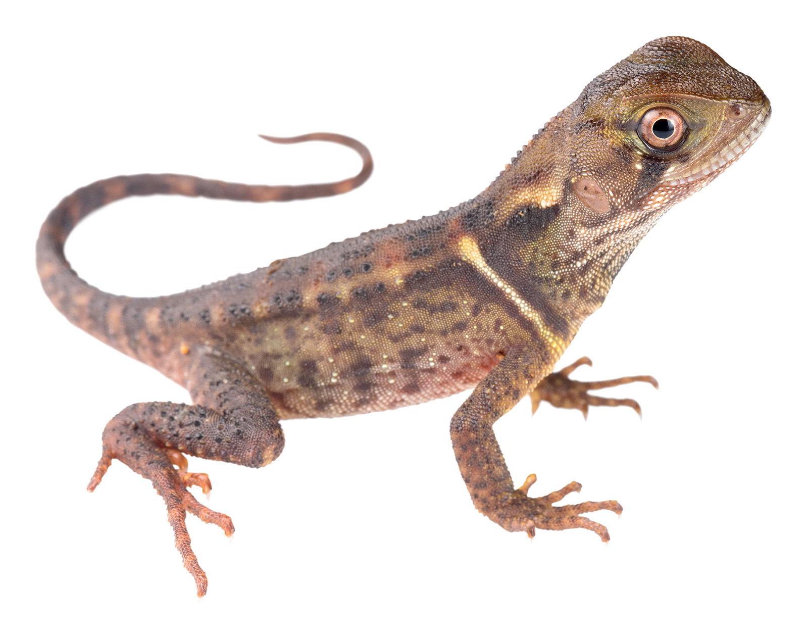 Spiny Dwarf-Iguana (Enyalioides heterolepis)