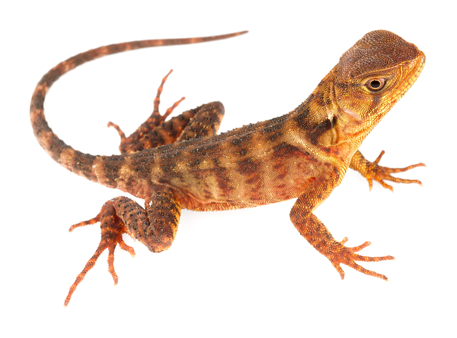 Juvenile Enyalioides heterolepis
