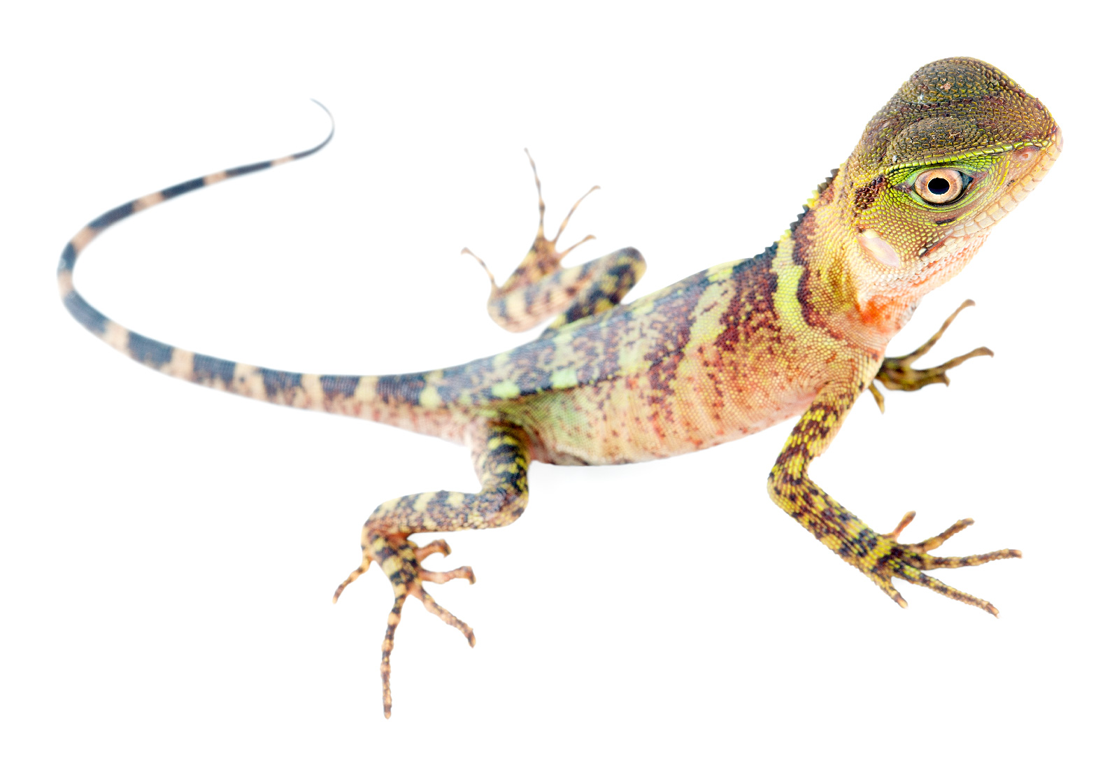 Juvenile Enyalioides laticeps
