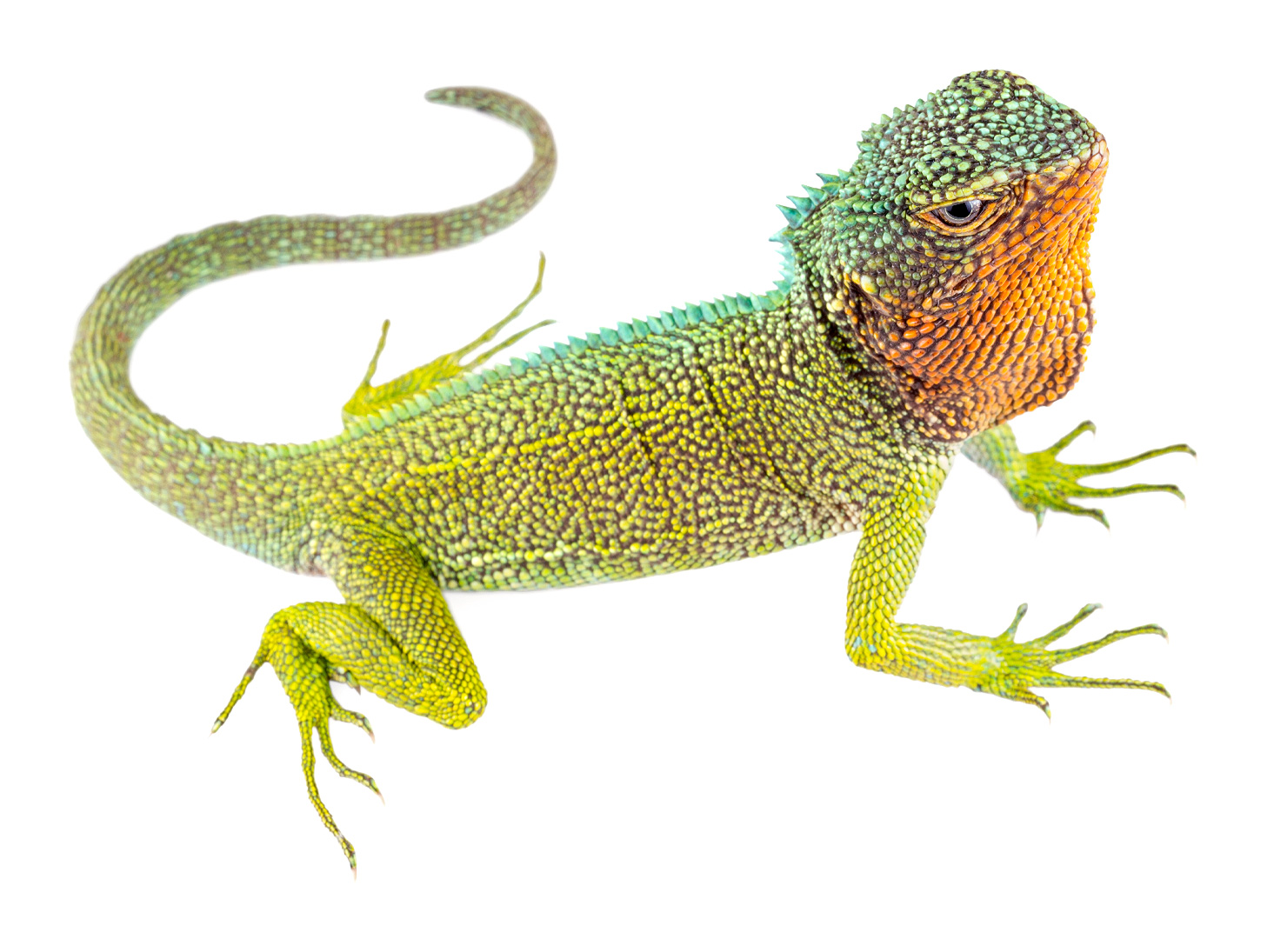 Adult male Enyalioides rubrigularis