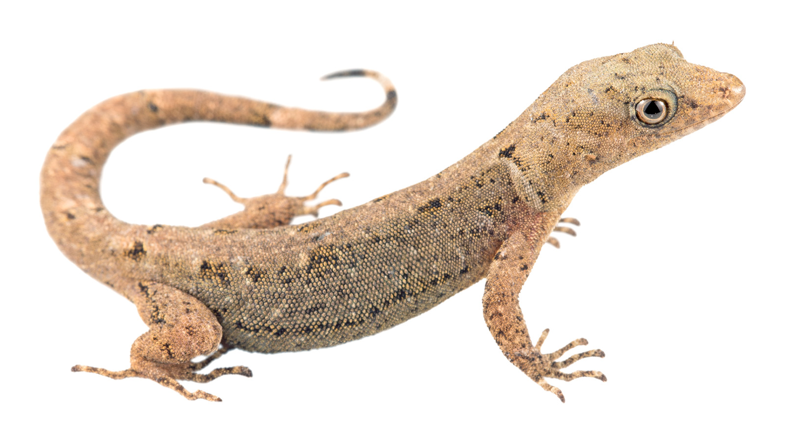 Adult female Gonatodes caudiscutatus