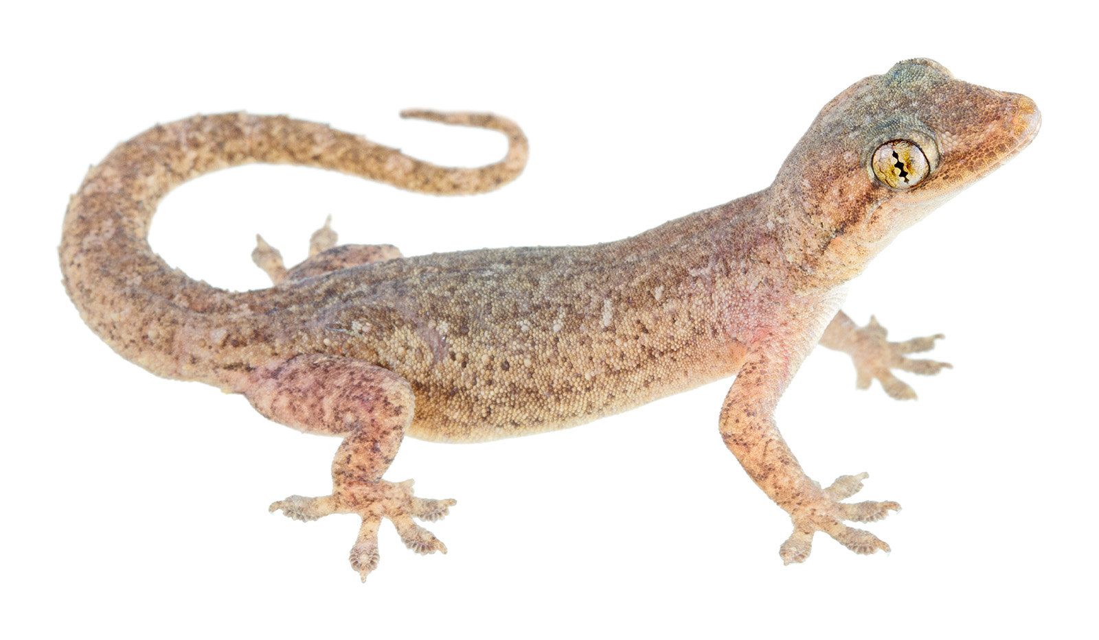 Adult Hemidactylus frenatus