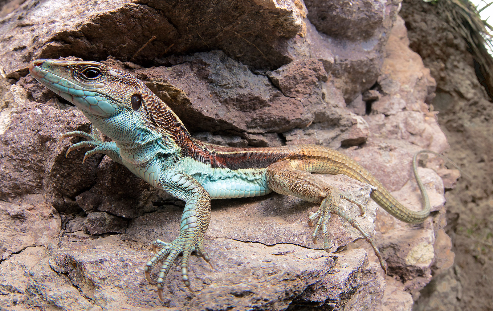 Close-up photo of an Orcés’ Blue Whiptail