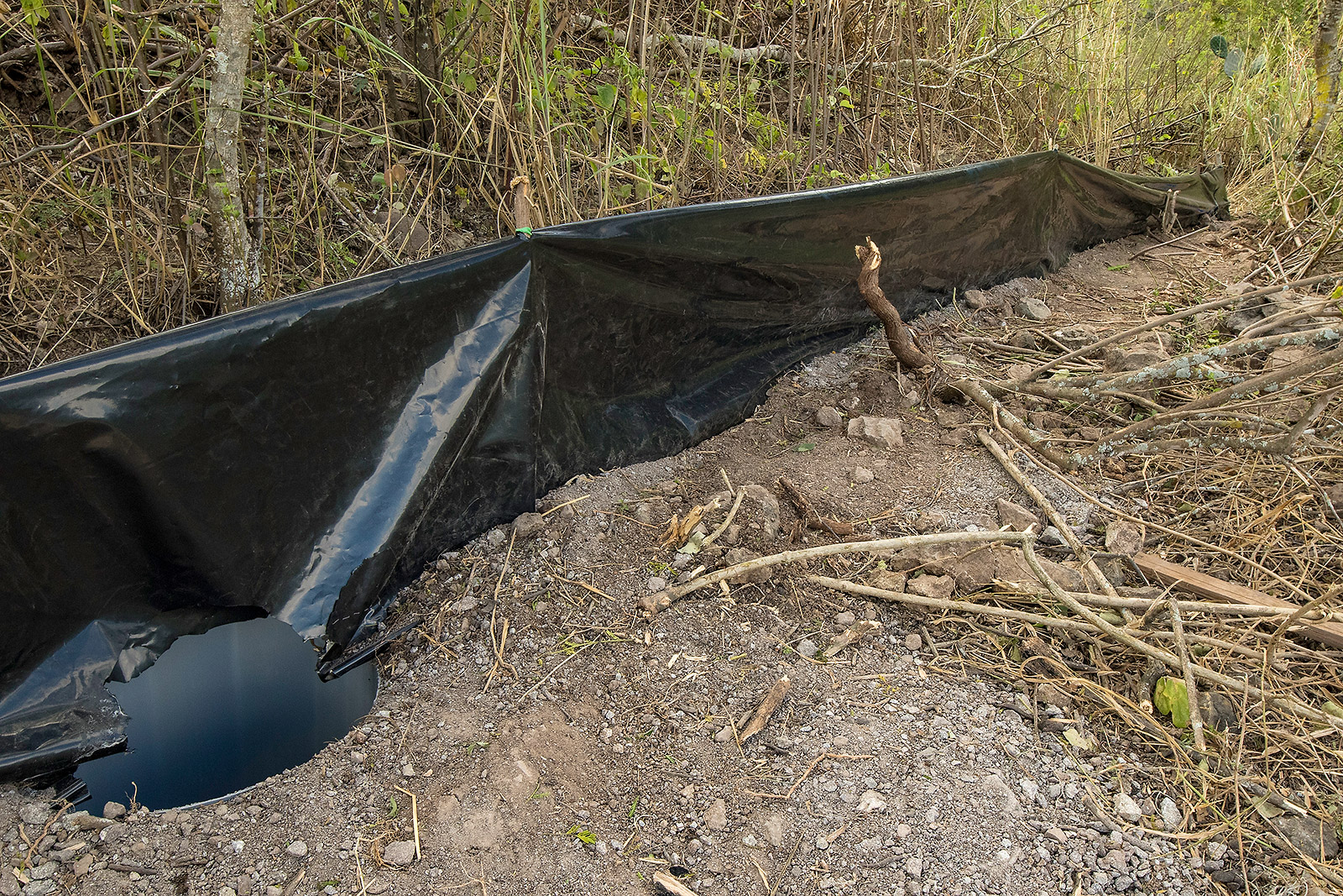 Image showing the arrangement of the drift fences and pitfall traps