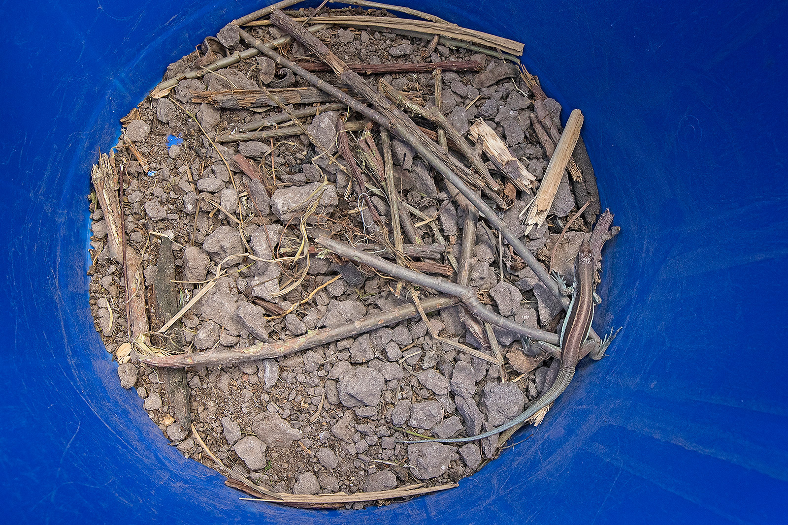 Image showing a blue whiptail inside a pitfall trap