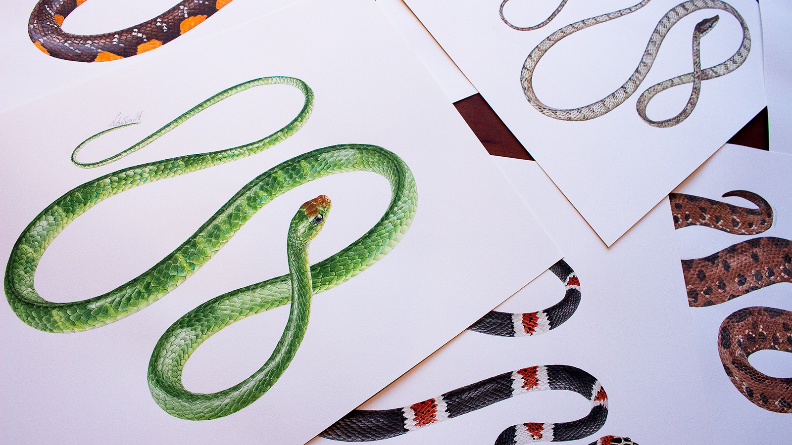 Illustrations created by artist Valentina Nieto for the Reptiles of Ecuador book
