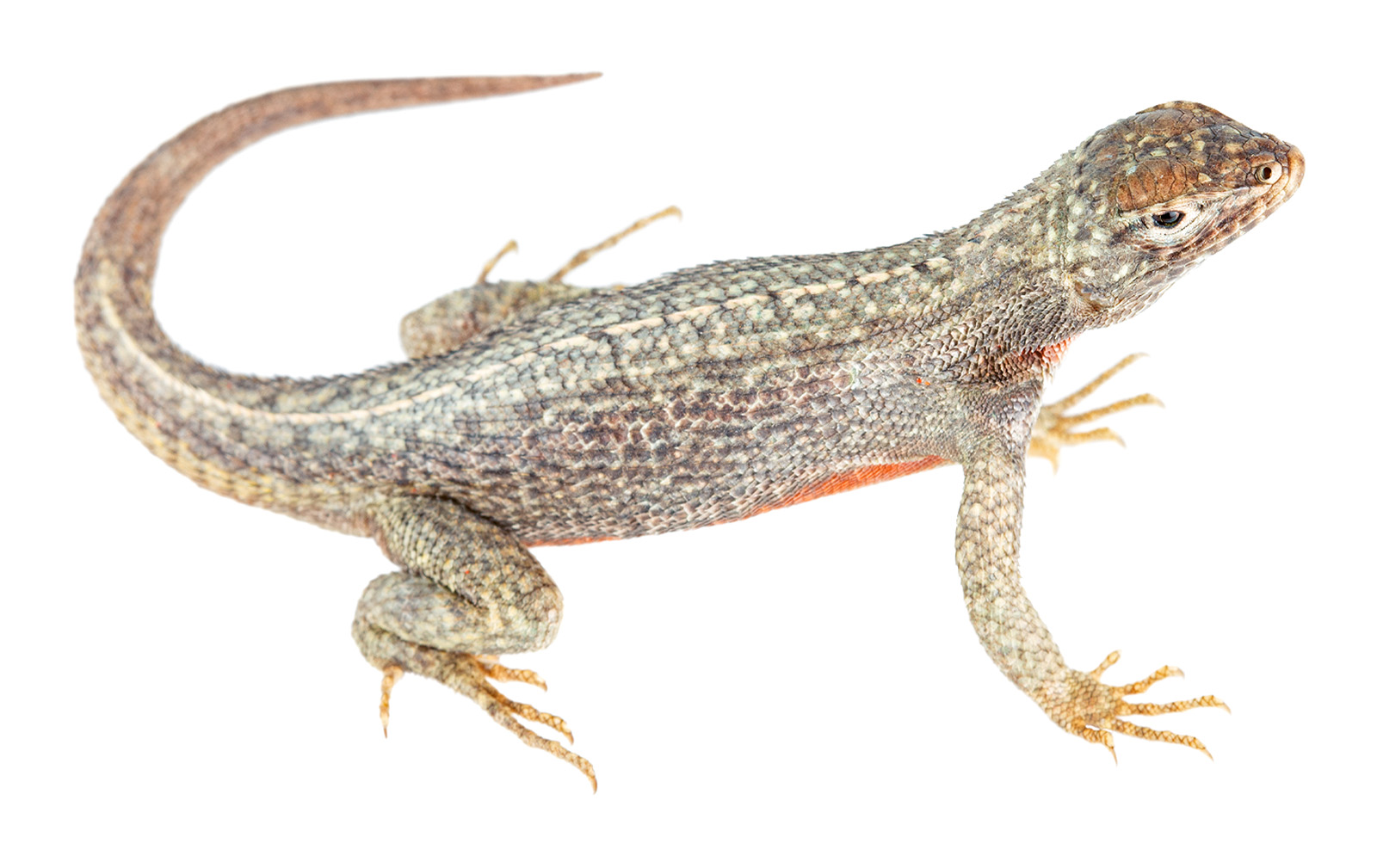 Adult female Microlophus bivittatus