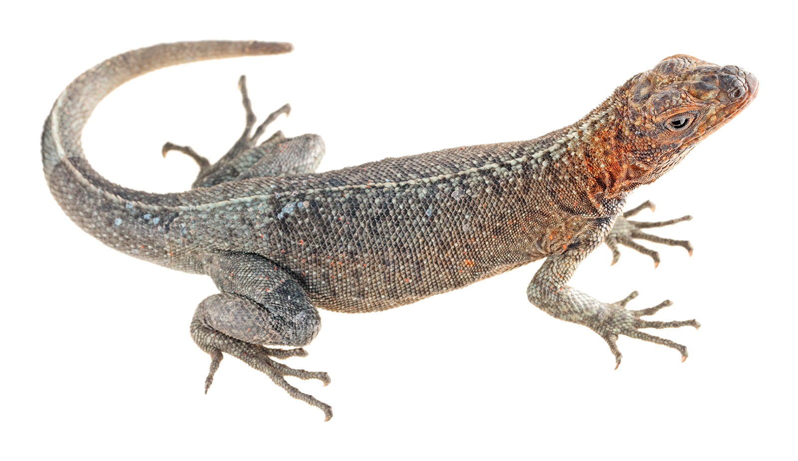 Pinta Lava-Lizard (Microlophus pacificus)