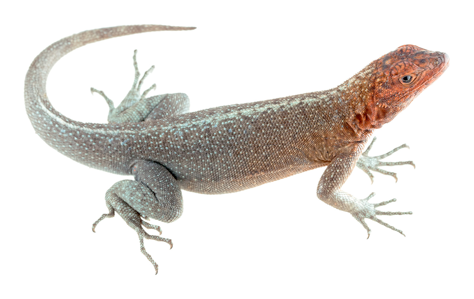 Pinta Lava-Lizard (Microlophus pacificus)