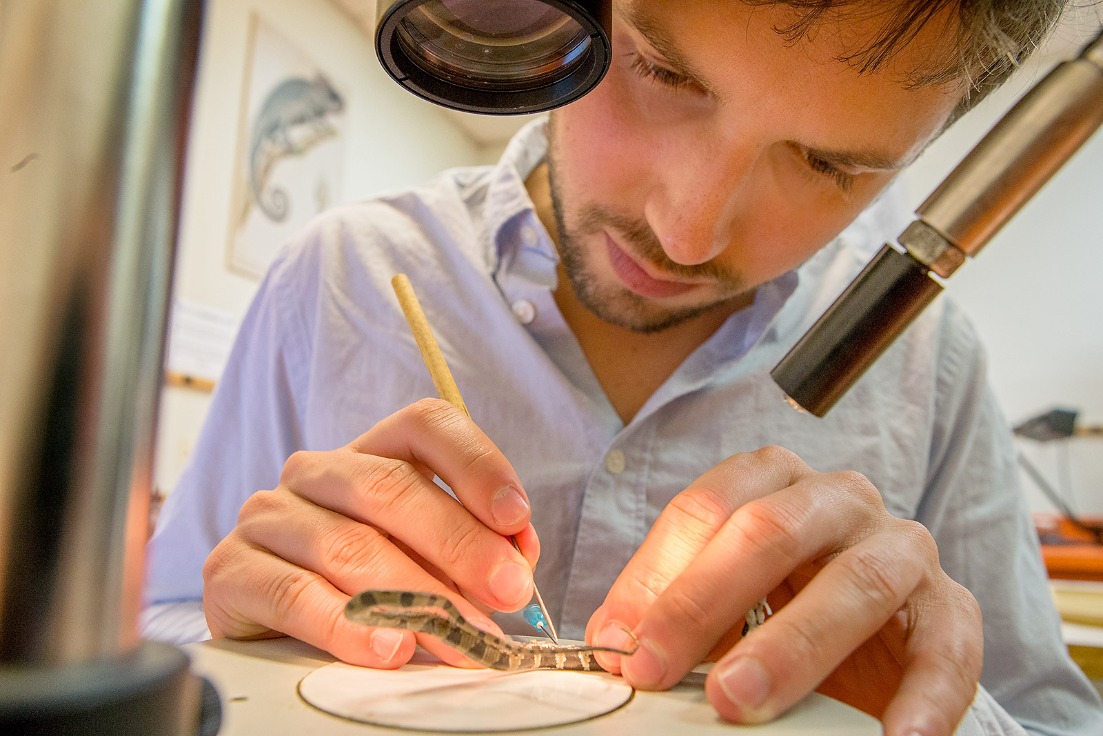 Researcher Alejandro Arteaga examines alcohol-preserved specimens for the Reptiles of Ecuador book project