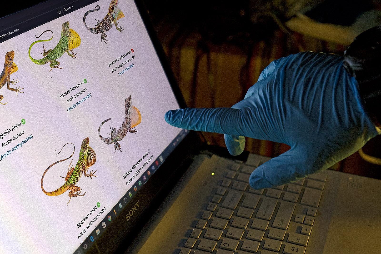 Laptop screen showing the website of the Reptiles of Ecuador book