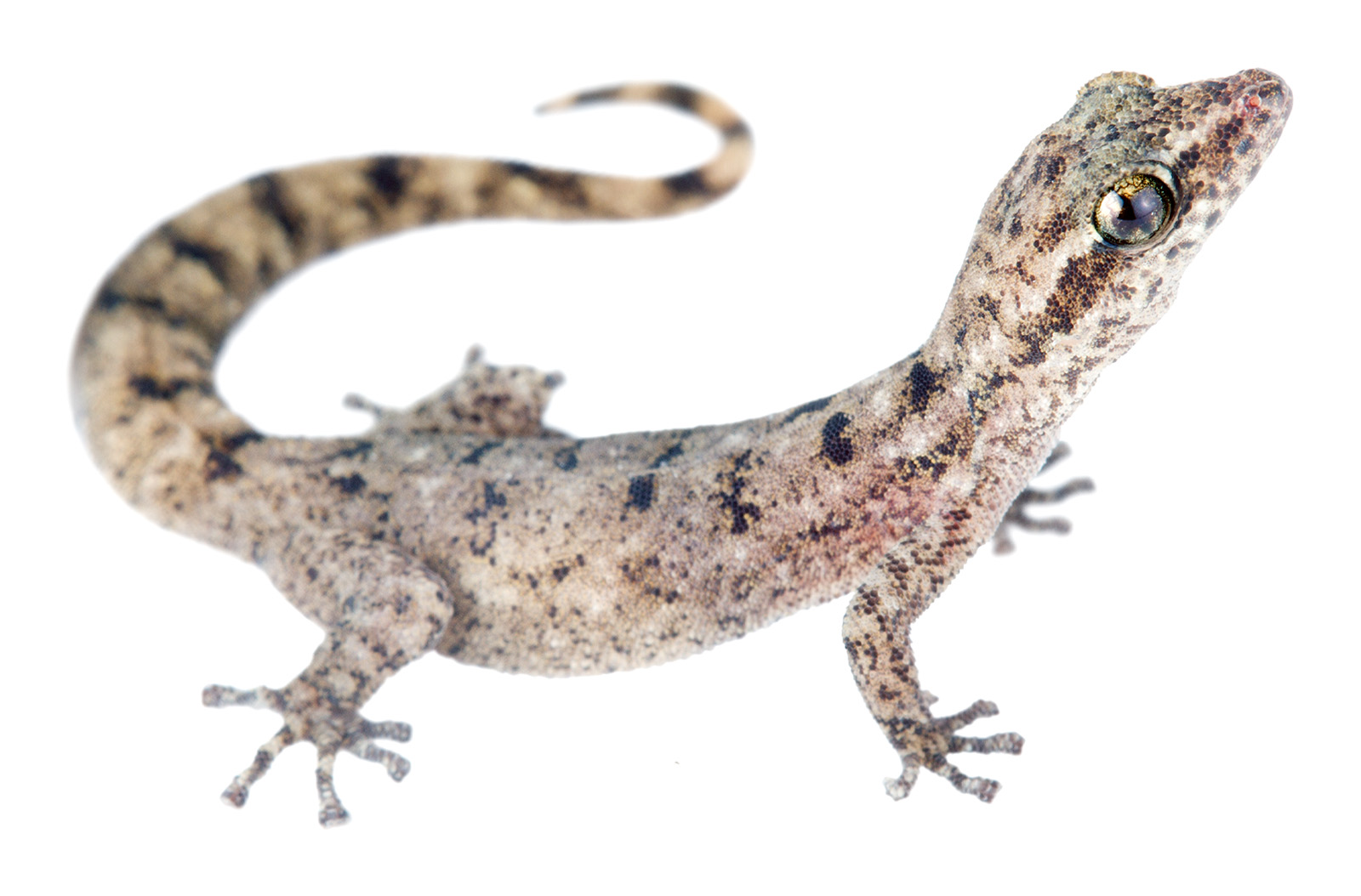 Adult female Phyllodactylus barringtonensis