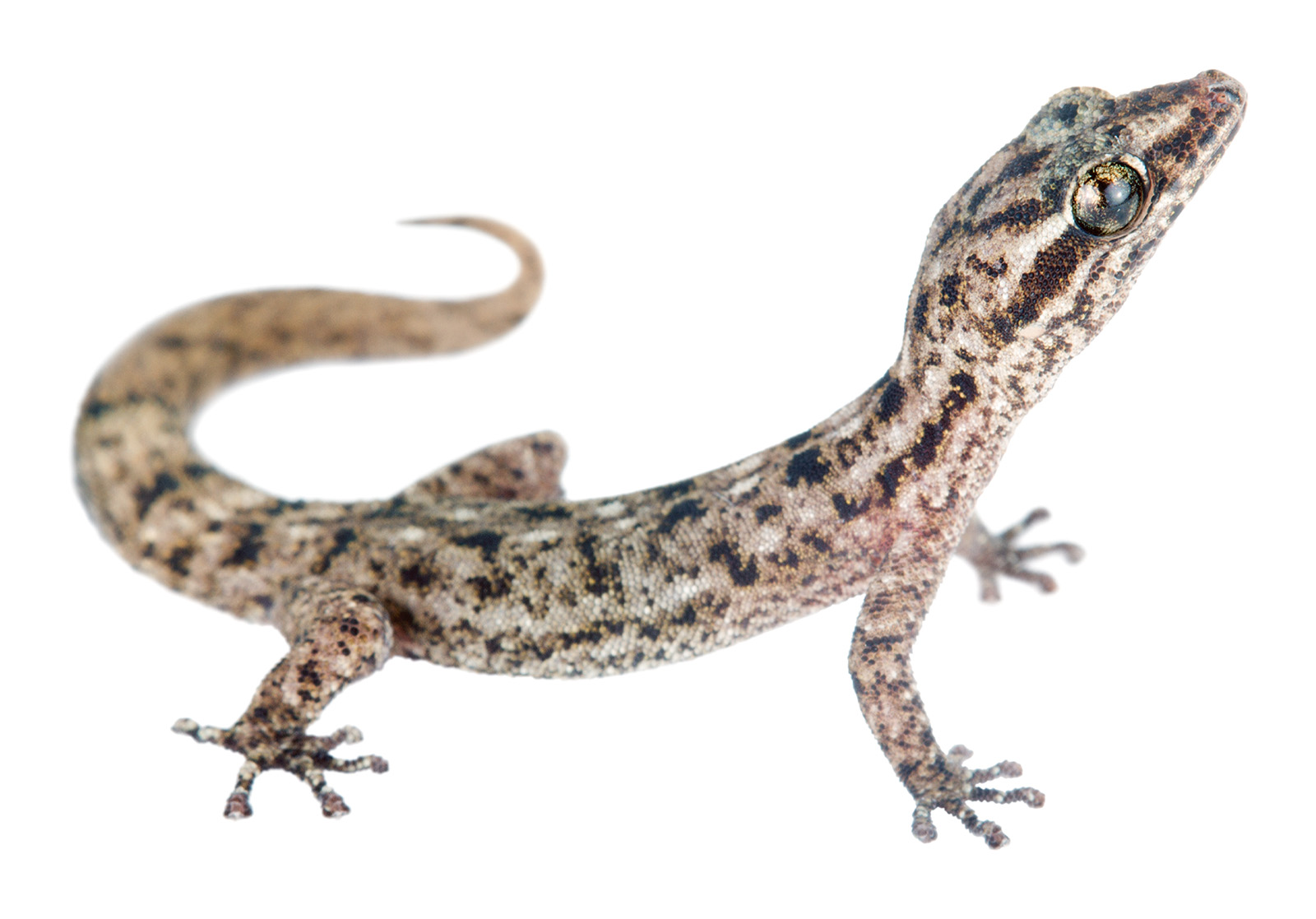 Adult male Phyllodactylus barringtonensis