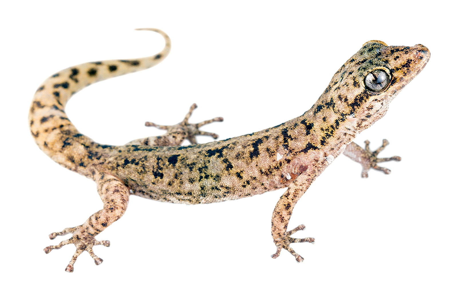 Adult Phyllodactylus baurii