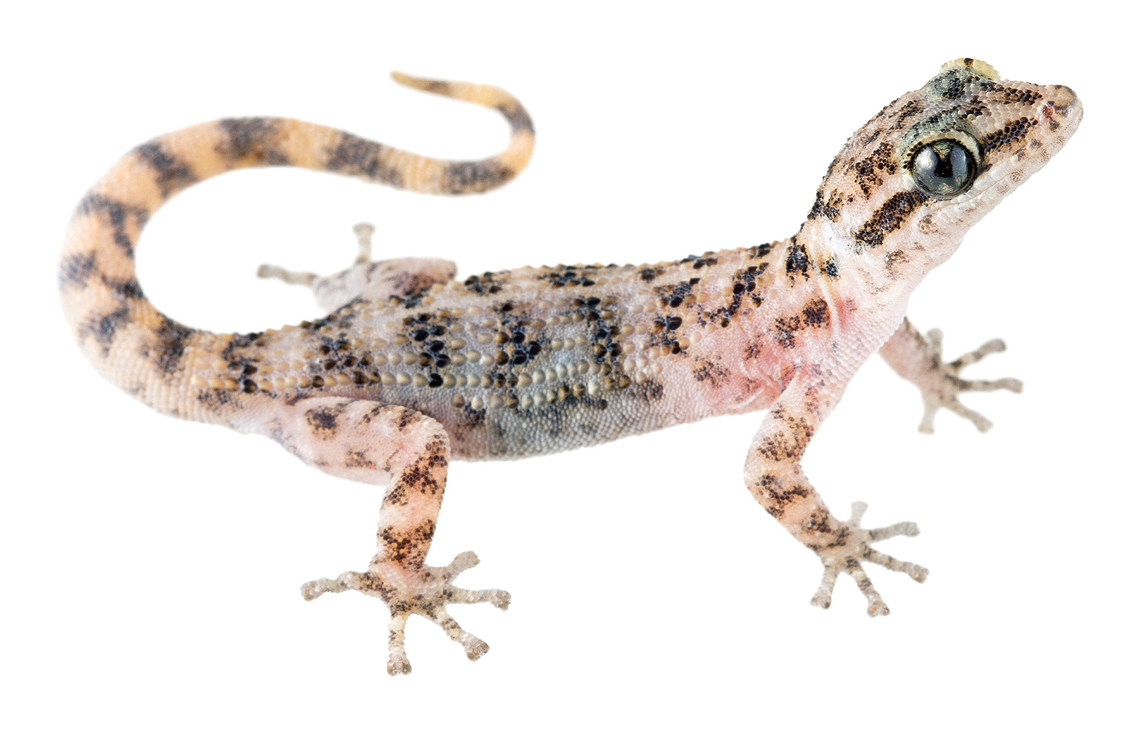 Galápagos Leaf-toed Gecko (Phyllodactylus galapagensis)