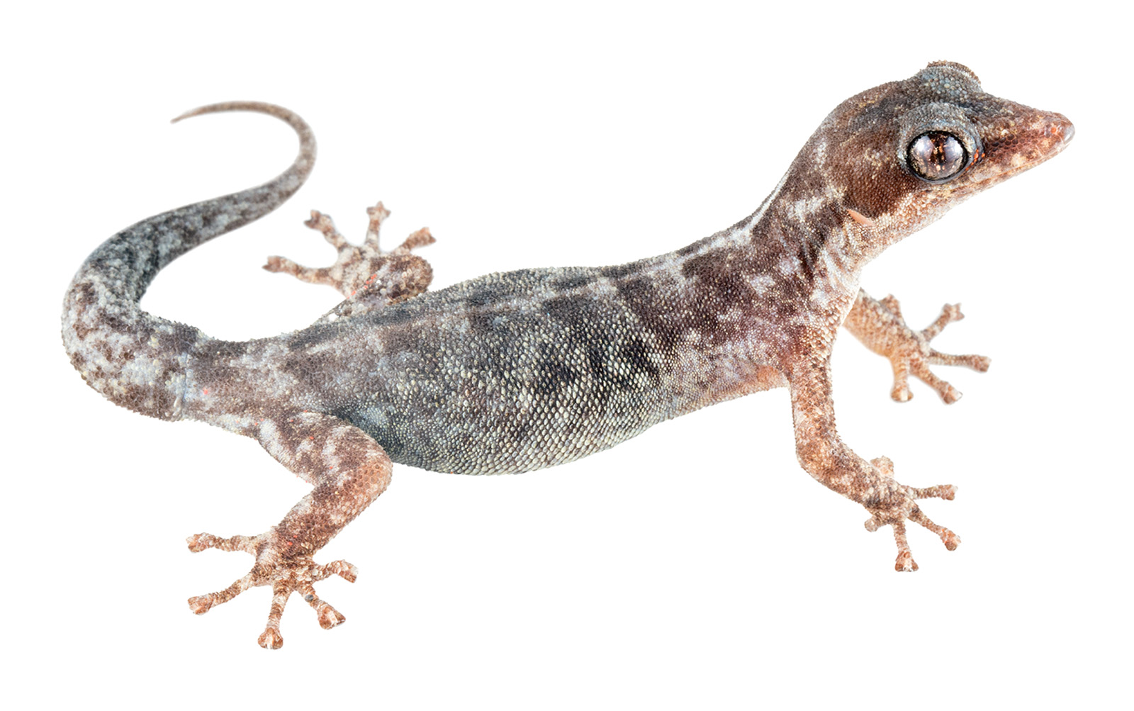 Adult female Phyllodactylus gilberti