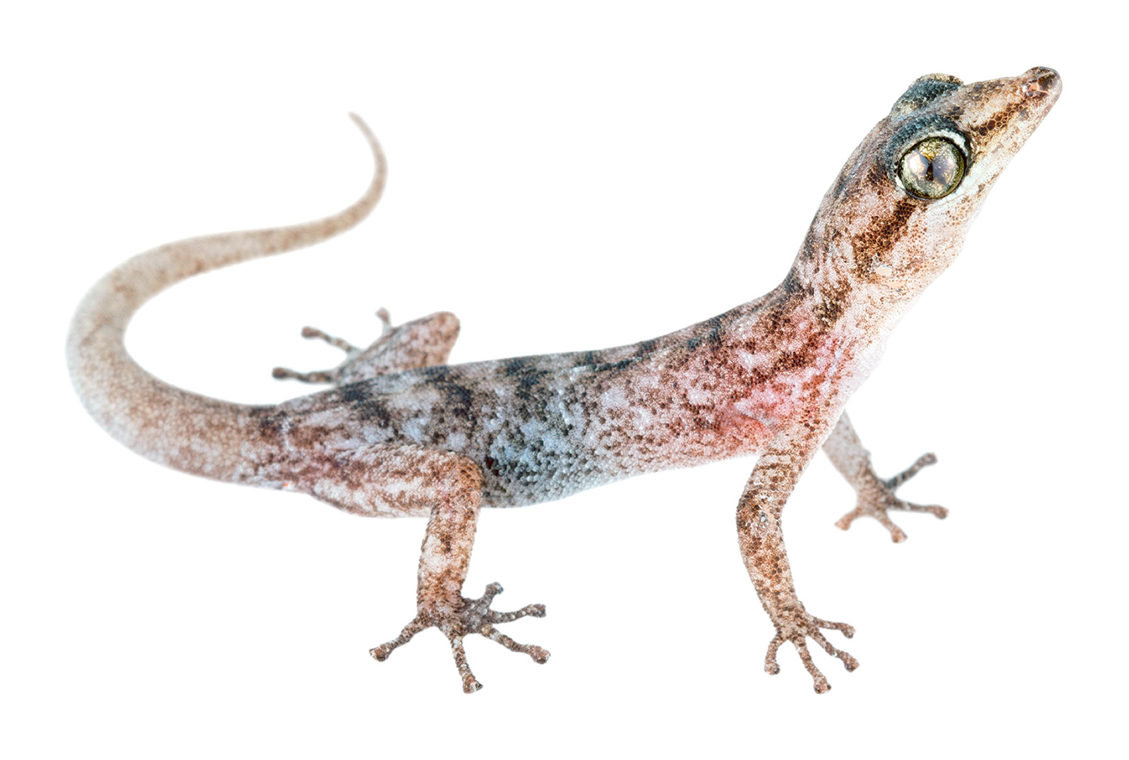 San Cristóbal Leaf-toed Gecko (Phyllodactylus leei)