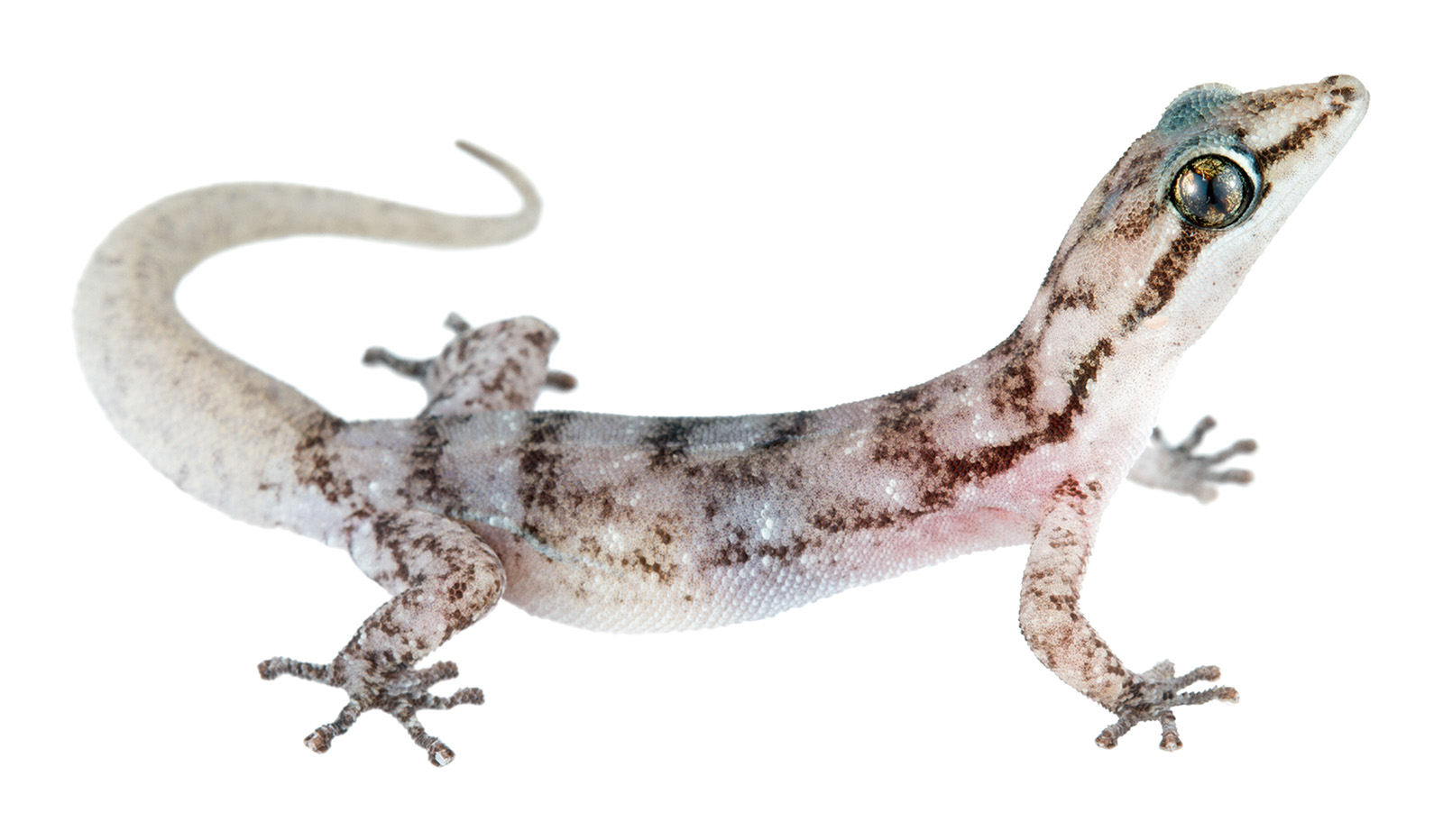 Adult female Phyllodactylus leei