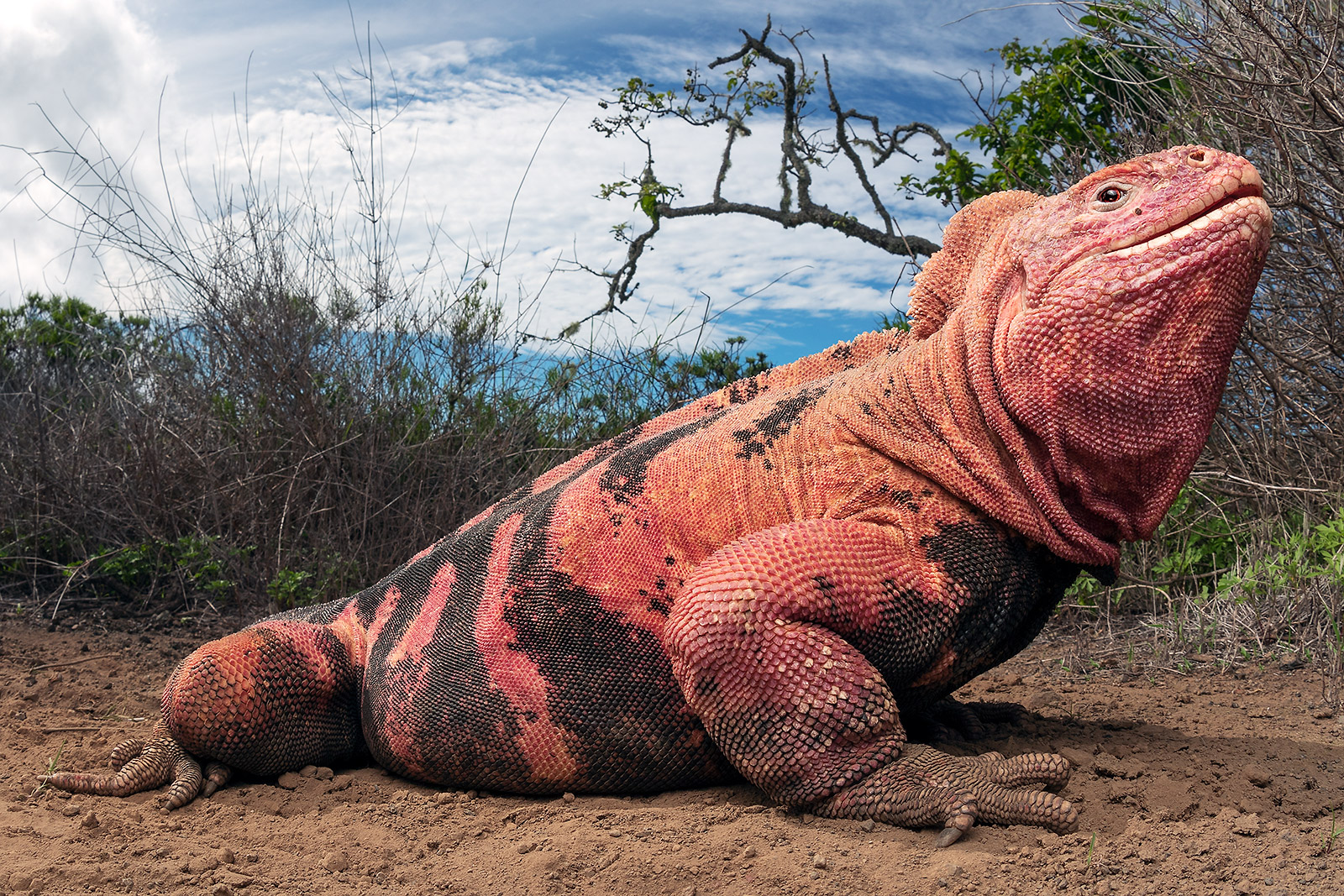 Close-up photo of a Pink Land-Iguana