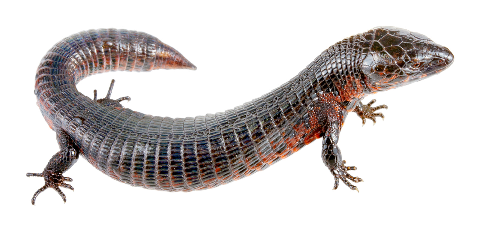 Adult male Riama cashcaensis