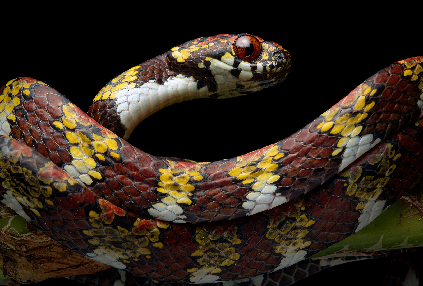 Close-up photo of the Marley’s Snail-eating Snake