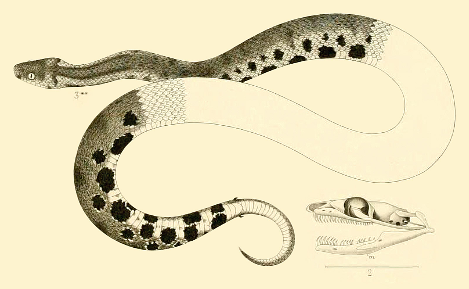 1861 illustration of a Southern Eyelash-Boa