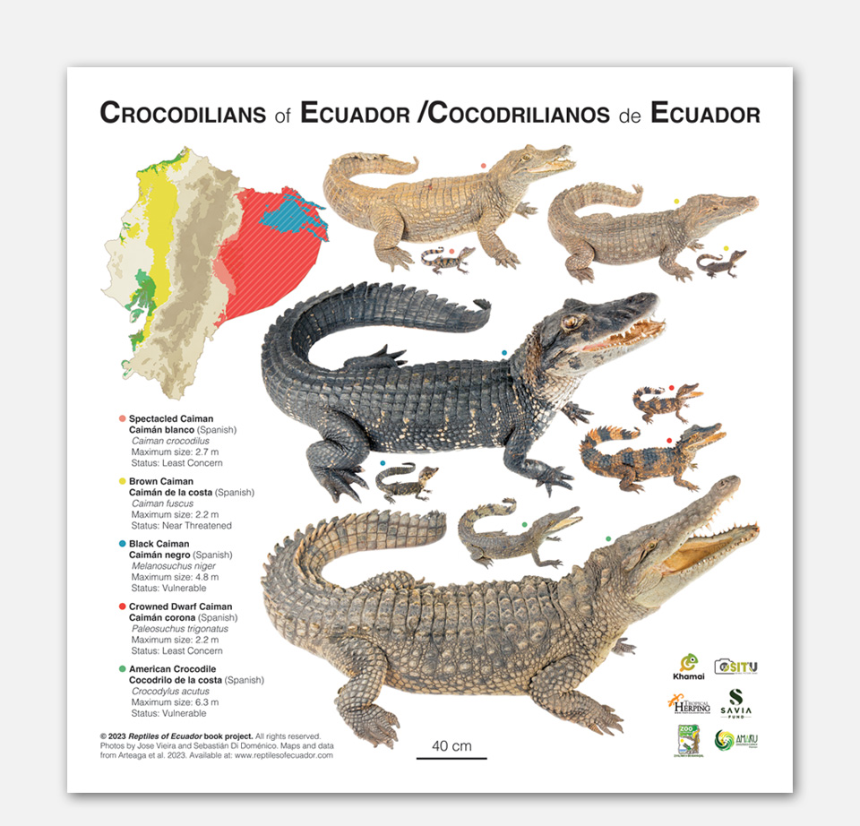 Poster of the crocodilians of Ecuador