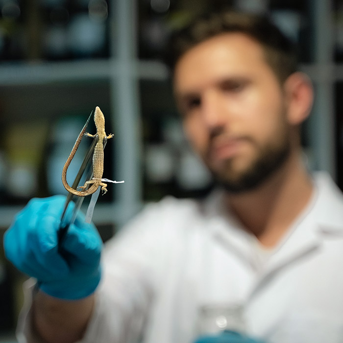 Alejandro Arteaga examines an alcohol-preserved specimen of lizard