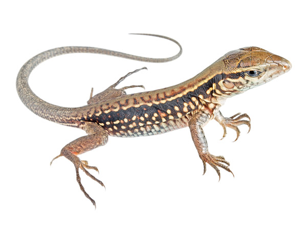 Juvenile Ameiva ameiva