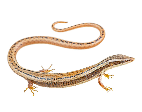Anadia buenaventura