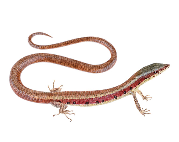 Anadia vittata