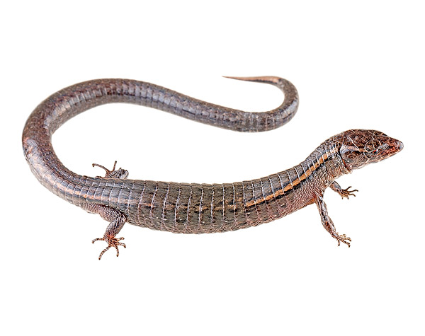Adult female Andinosaura kiziriani