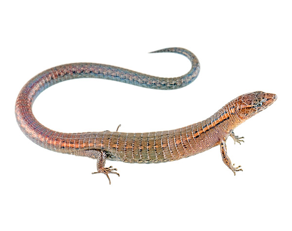 Adult female Andinosaura kiziriani