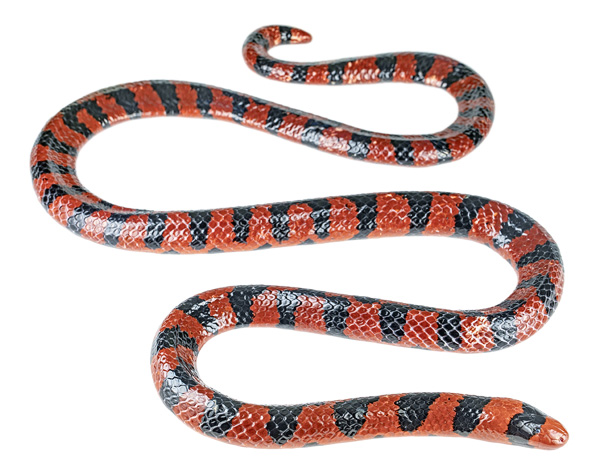 Pipe Snakes