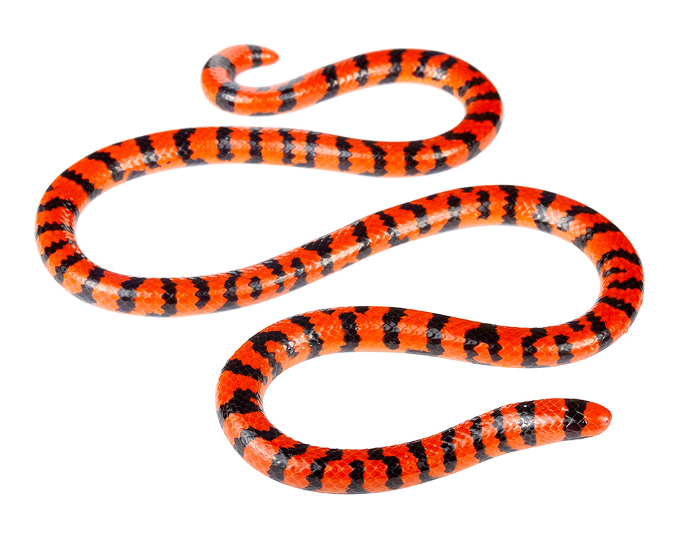 Pipe Snakes