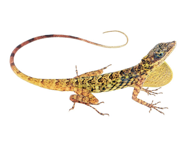 Adult male Anolis anchicayae