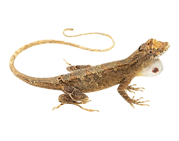 Adult female Anolis lyra