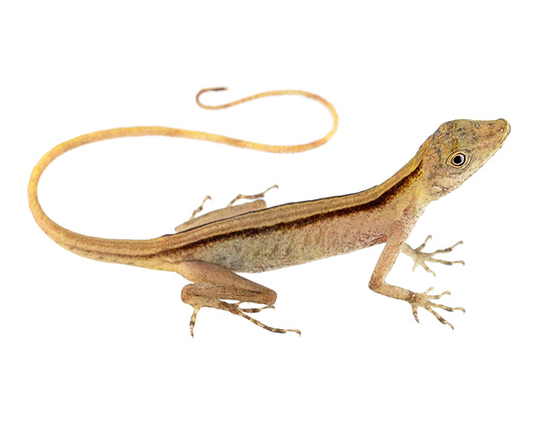 Adult female Anolis maculiventris